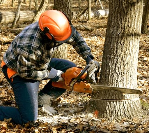 Tree Removal in Partlow, VA